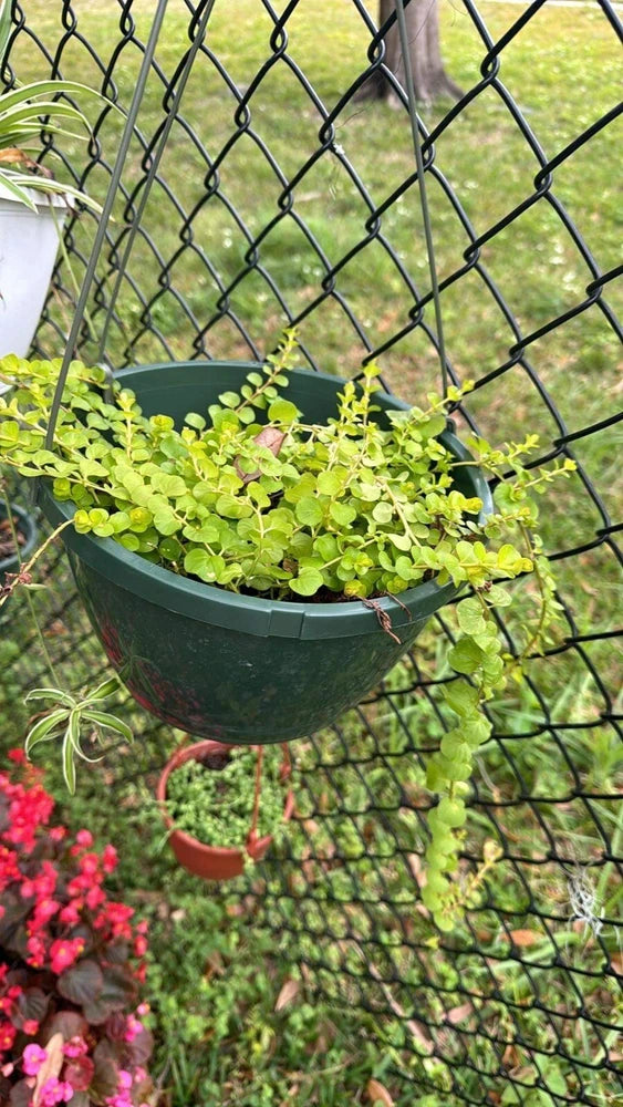 Trailing green creeping plant in round black pot