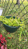 creeping jenny plant In Basket Orchids