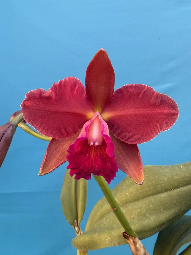 Blooming red and pink orchid with ruffled petals on green stems