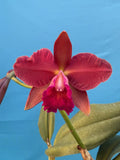 Cattleya Riffler ÔWaldorÕ (C. Mrs Mahler X Riffler) Orchid Eros BLOOMING 5.5Ó Orchids