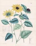 Helianthus Debilis America Botany Flower Botany Lithograph Curtis 7432 Sunflower
