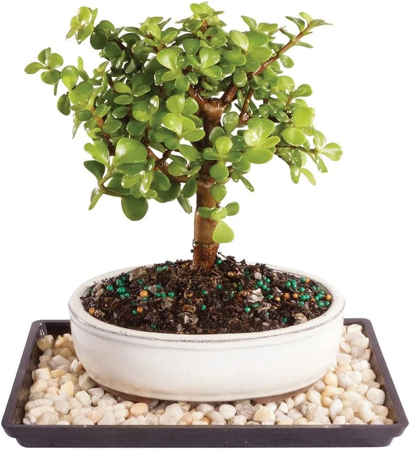 Brussel's Bonsai Live Dwarf Jade Tree, Indoor - Small, 3 Green Green Plant
