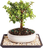 Brussel's Bonsai Live Dwarf Jade Tree, Indoor - Small, 3 Green Green Plant