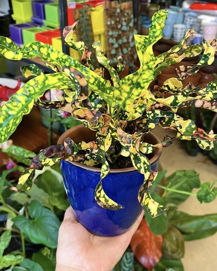 Variegated croton plant in blue pot with green and yellow leaf stripes