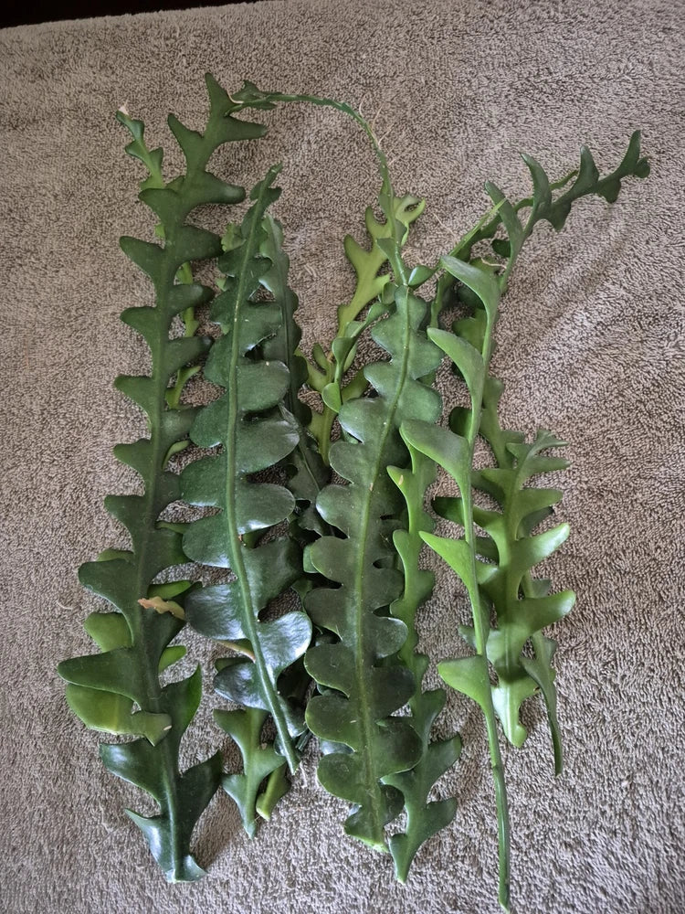Set of green Epiphyllum orchid cuttings with spiky ribbed stems