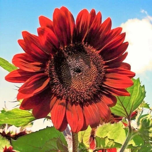 50pcs Velvet Queen Sunflower Seeds Big Red Blooms with Rouge Burgundy Maroon Sunflower