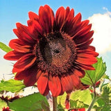50pcs Velvet Queen Sunflower Seeds Big Red Blooms with Rouge Burgundy Maroon Sunflower