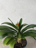 1 Large Clivia Miniata Bush Lily Orange 20 Leaves Bare Root No Pot No Flower Orchids