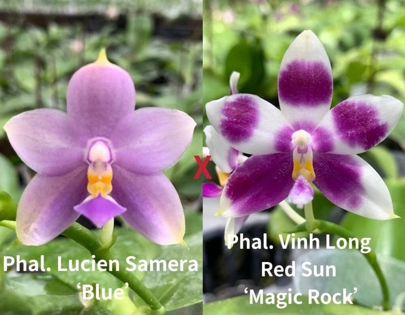 Purple and white orchid blooms with magenta speckles, close-up on green leaves
