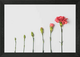 Beautiful Carnation Flower Framed Wall Art Poster Canvas Print Picture Carnation