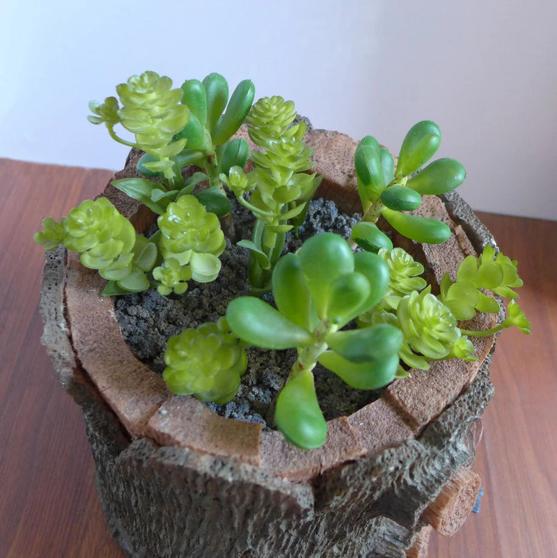 Set of 10 Miniature Artificial Succulents Grass Fair Garden decoration Green Plant