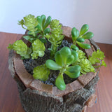 Set of 10 Miniature Artificial Succulents Grass Fair Garden decoration Green Plant
