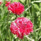 250+ TALL RED BACHELOR BUTTON SEEDS CORNFLOWER FRESH FOR YOUR FLOWER GARDENS Garden Plants