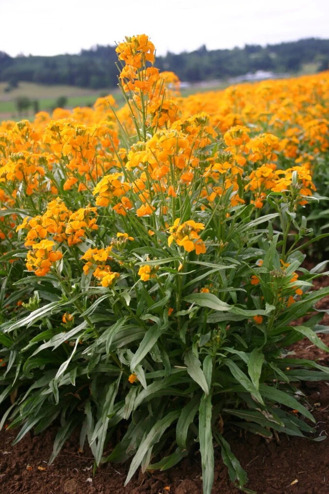 500+ SIBERIAN WALLFLOWER NON - GMO FRESH FOR GARDENS Flowering Plants