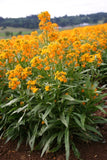 500+ SIBERIAN WALLFLOWER NON - GMO FRESH FOR GARDENS Flowering Plants
