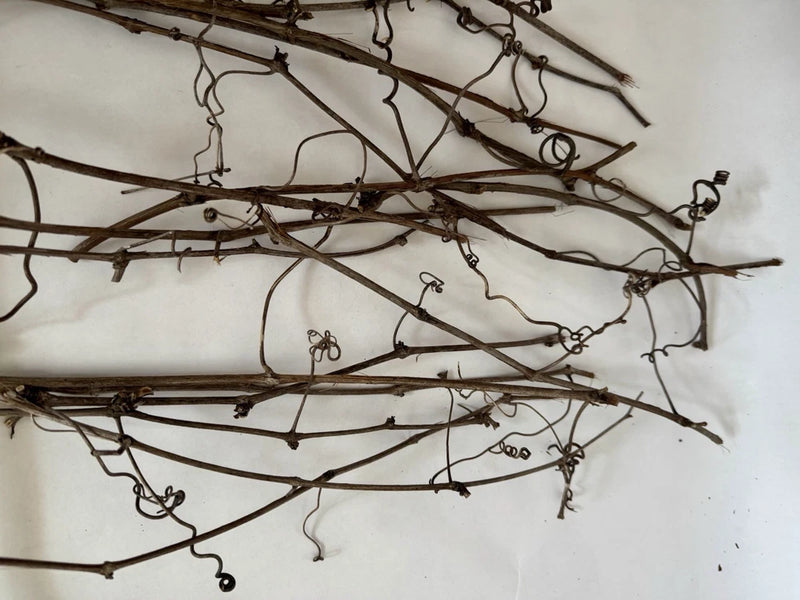 Huge Lot Of Grapevine tendrils & twigs Dried Natural floral Craft & small pets Dried Flower
