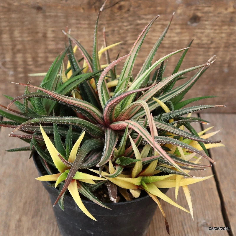 Variegated Haworthia attenuata succulent plant in black pot with green and yellow striped leaves