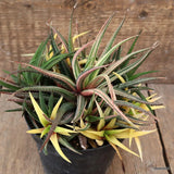 A8006 HAWORTHIA ATTENUATA VARIEGATED pot12-H15-W18 cm MaMa Cactus Green Plant