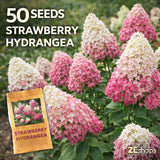 50 Strawberry Hydrangea Seeds Pink White Cone Bloom Shrub Hydrangea