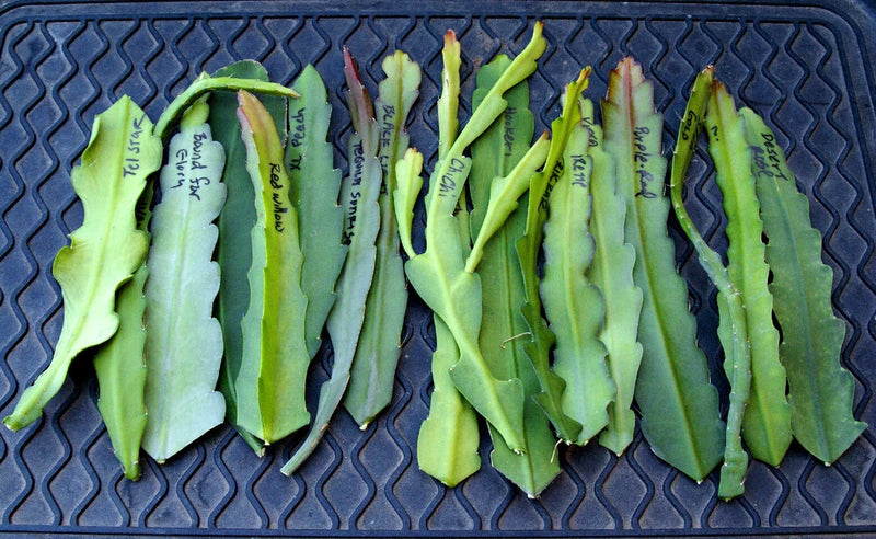 6 Epiphyllum Orchid Cactus Named Cuttings, Assorted - Mixed colors and varieties Orchids