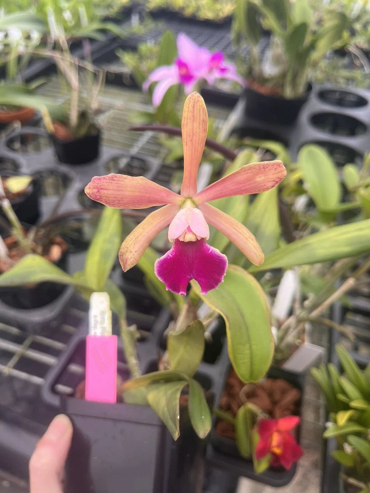 Peach and pink orchid flower with long petals and green leaves on a potted plant