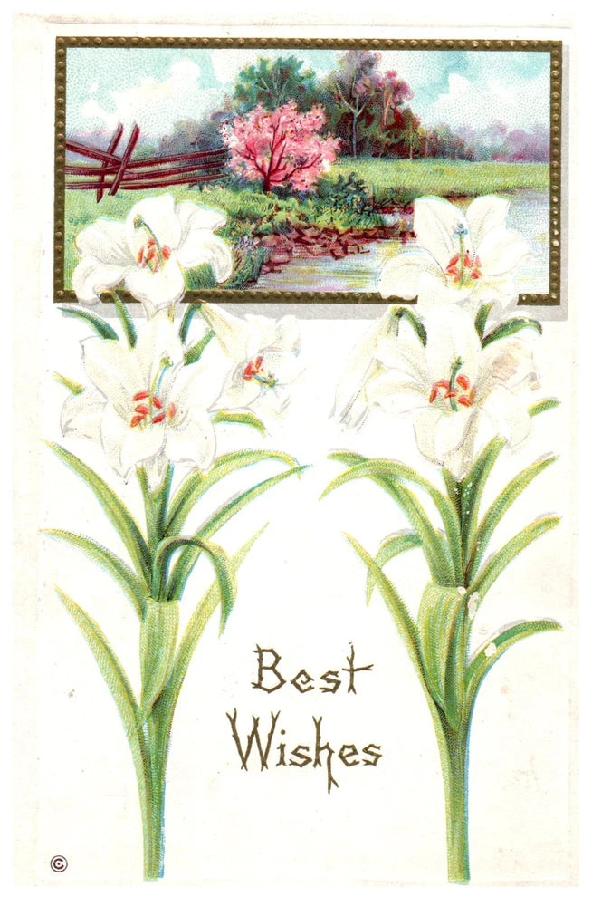 Vintage postcard with white lilies and landscape border, text Best Wishes