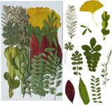 Dried Pressed Leaves Flowers for Craftsl Bulk Natural Leaves for Pressed Leaf Ar Dried Flower