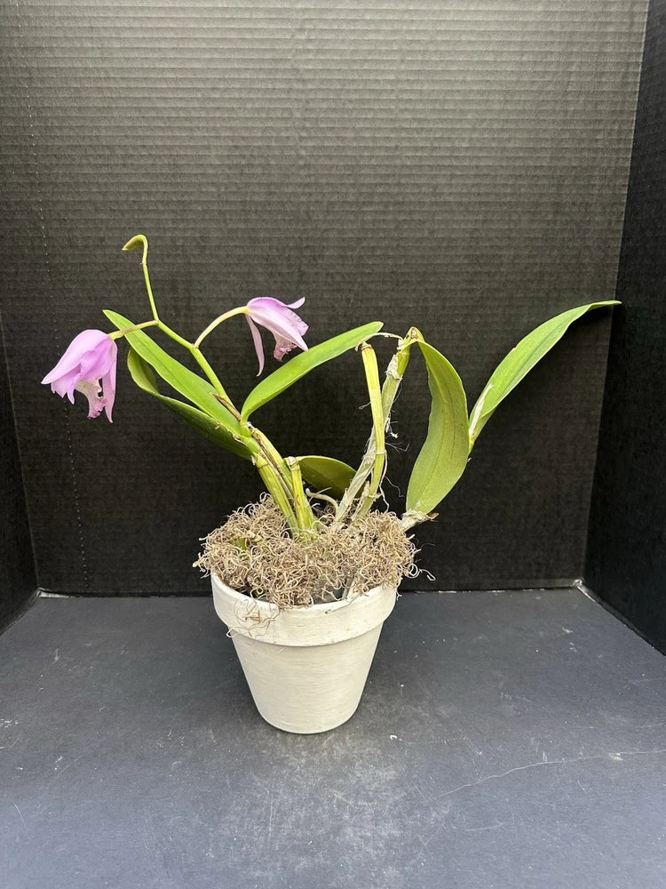 Potted orchid in white pot with purple-pink flowers and green leaves