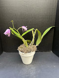 Cattleya Dominiana 1859 4" Potted Orchid Orchids