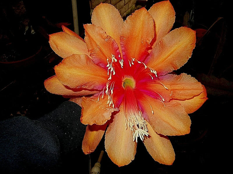 Spanish gold orchid cactus flower with orange-gold petals and red pink center
