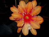 EPIPHYLLUM ORCHID CACTUS   SPANISH GOLD Orchids