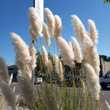 Giant White Pampas Grass Seeds - 150 Seeds - Ornamental Grass for Landscaping Pampas Grass