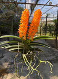 Hybrid Orange Fragrant Vanda Orchid Ð (Gold Ladda) Limited CollectorÕs Pick Dried Flower