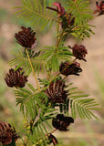 Illinois Bundleflower {Desmanthus illinoensis} | 100+ SEEDS USA POST Flowering Plants