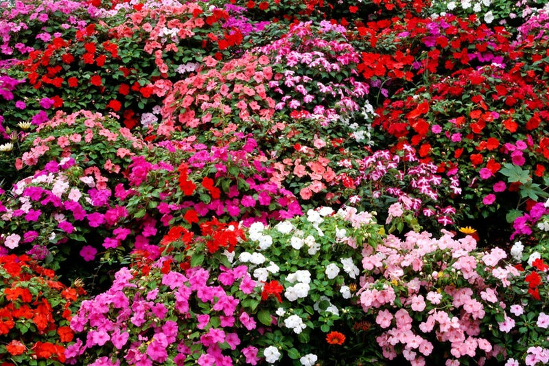 IMPATIENS BUSH FLOWER SEEDS 25 Fresh Impatiens Bush Flower Garden Seeds Garden Plants