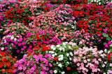 IMPATIENS BUSH FLOWER SEEDS 25 Fresh Impatiens Bush Flower Garden Seeds Garden Plants