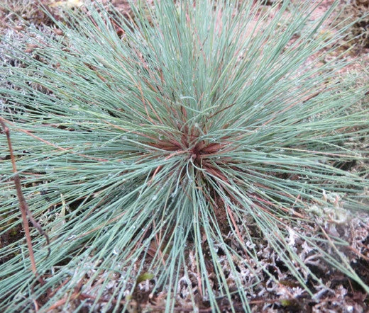 GREY HAIR GRASS CPIKY BLUE Corynephorus Canescens - 50 Bulk Seeds Garden Plants