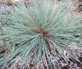 GREY HAIR GRASS CPIKY BLUE Corynephorus Canescens - 50 Bulk Seeds Garden Plants