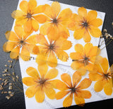 Yellow Pressed Flowers Big 8 Petals Organic Dried Resin Craft Floral Art DIY Dried Flower