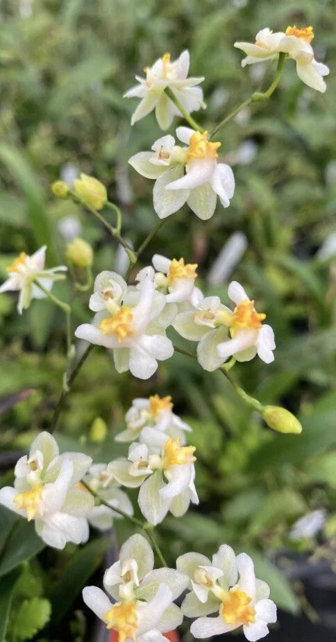 Oncidium Twinkle ÔFantasyÕ Very Fragrant  Bloom Size Orchids