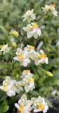 Oncidium Twinkle ÔFantasyÕ Very Fragrant  Bloom Size Orchids