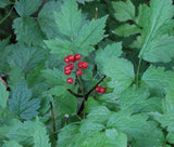 BANEBERRY RED Actaea Rubra - 20 Bulk Seeds Garden Plants