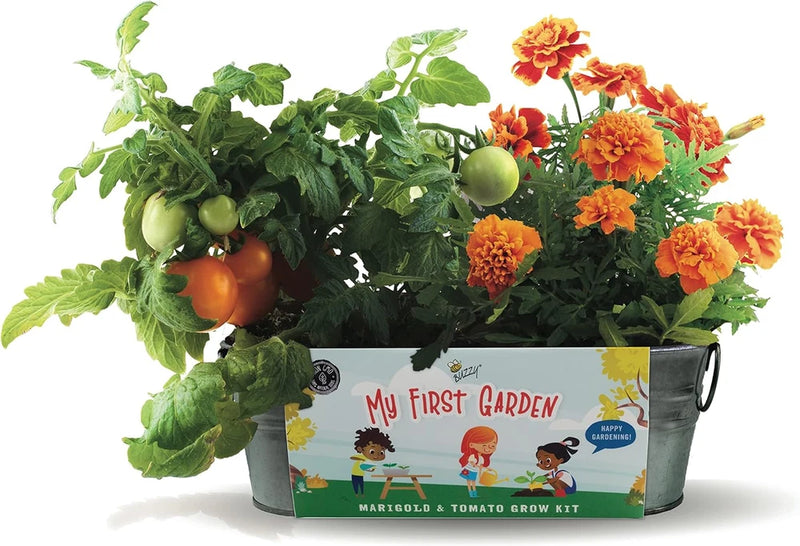 Seeds My First Garden Windowsill Grow Kit, Tomato and Marigold Seeds, Indoor Gar Garden Plants