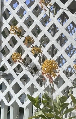 Rooted epiphyllum orchid plant with clusters of dried golden flowers and green pads