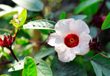 50 ROSELLE HIBISCUS Sabdariffa Rosella Fruit Flower Seeds *Flat S/H Flowering Plants