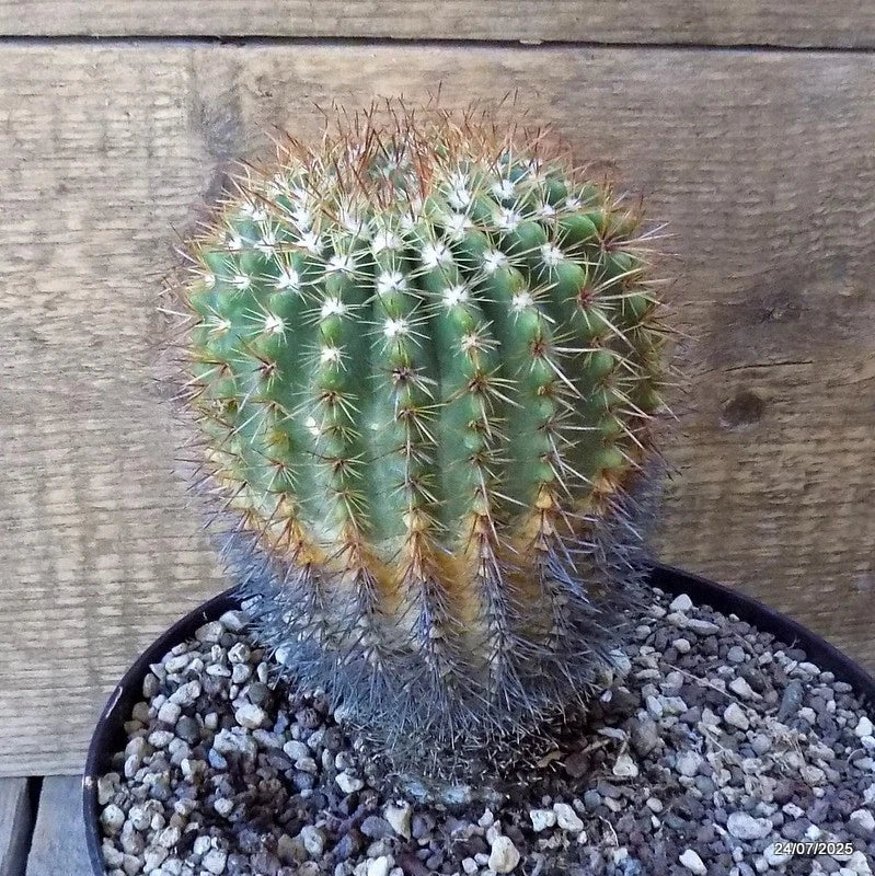 D5495 NOTOCACTUS RUTILANS pot18-H14-W10 cm MaMa Cactus Green Plant
