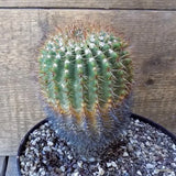 D5495 NOTOCACTUS RUTILANS pot18-H14-W10 cm MaMa Cactus Green Plant