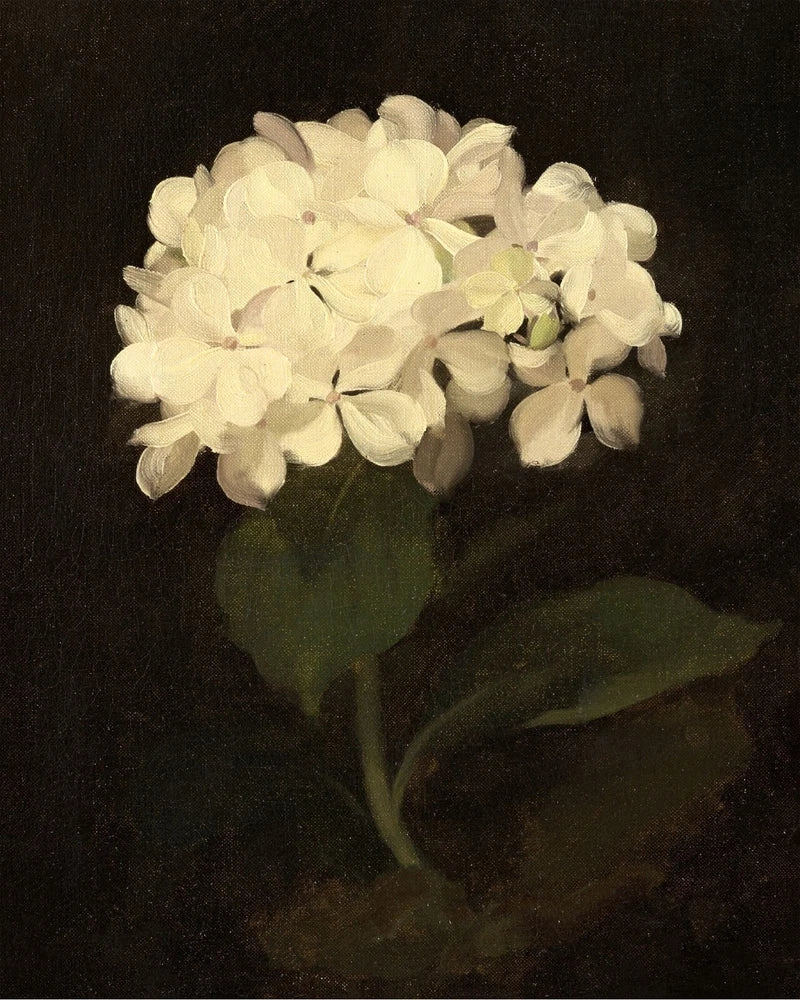 Vintage White Hydrangea Flower Painting Giclee Print on Fine Art Paper Hydrangea