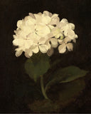 Vintage White Hydrangea Flower Painting Giclee Print on Fine Art Paper Hydrangea