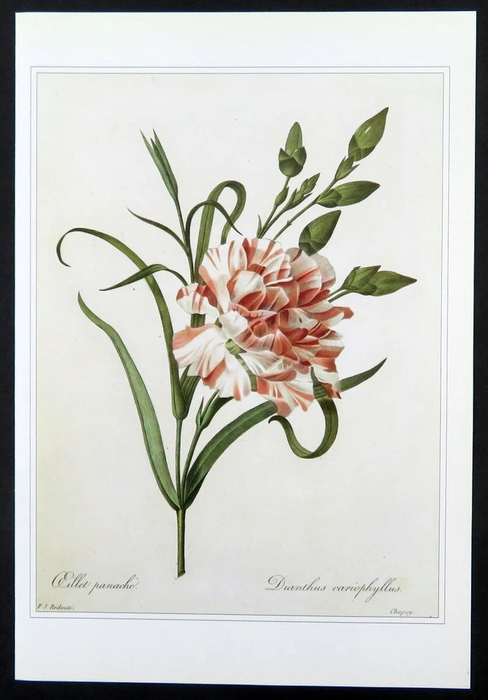 Redoute botanical print CARNATION Oeillet panache, 1990 book plate illustration Carnation